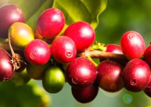 Superfoods - Fruits from Peru 4 camu camu historia foods