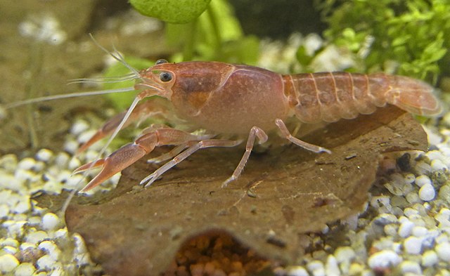 langostino historia foods