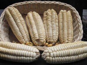 Superfoods - Cereals from Peru 6 maiz gigante cuzco fondo foods