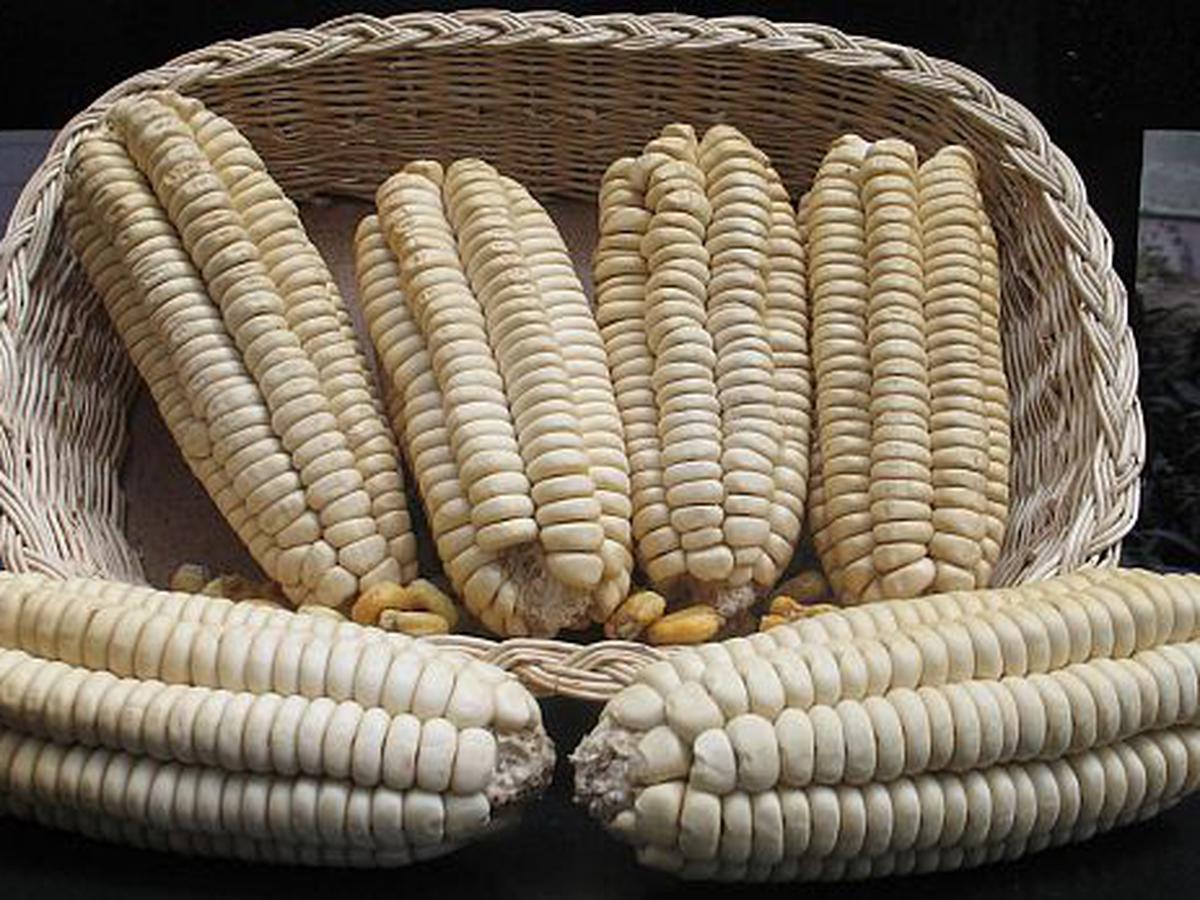 maiz gigante cuzco fondo foods