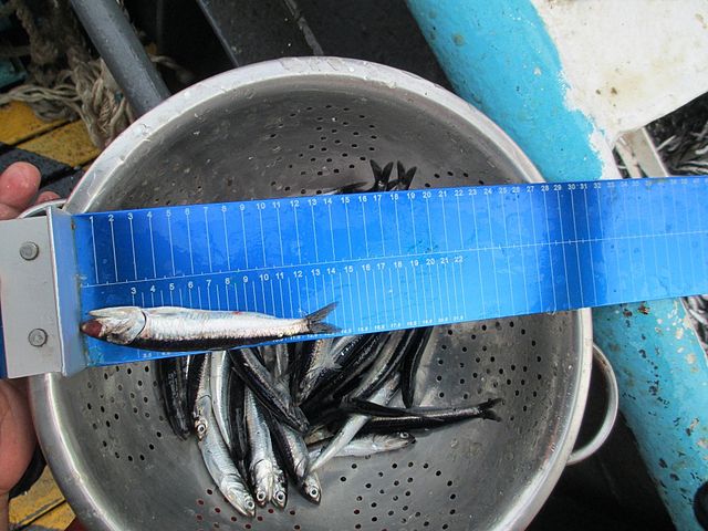 anchoveta alimento pez foods superalimentos peruanos