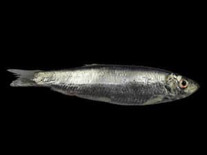 Superfoods - Fish and Seafood from Peru 1 anchoveta pescados mariscos super alimentos del peru