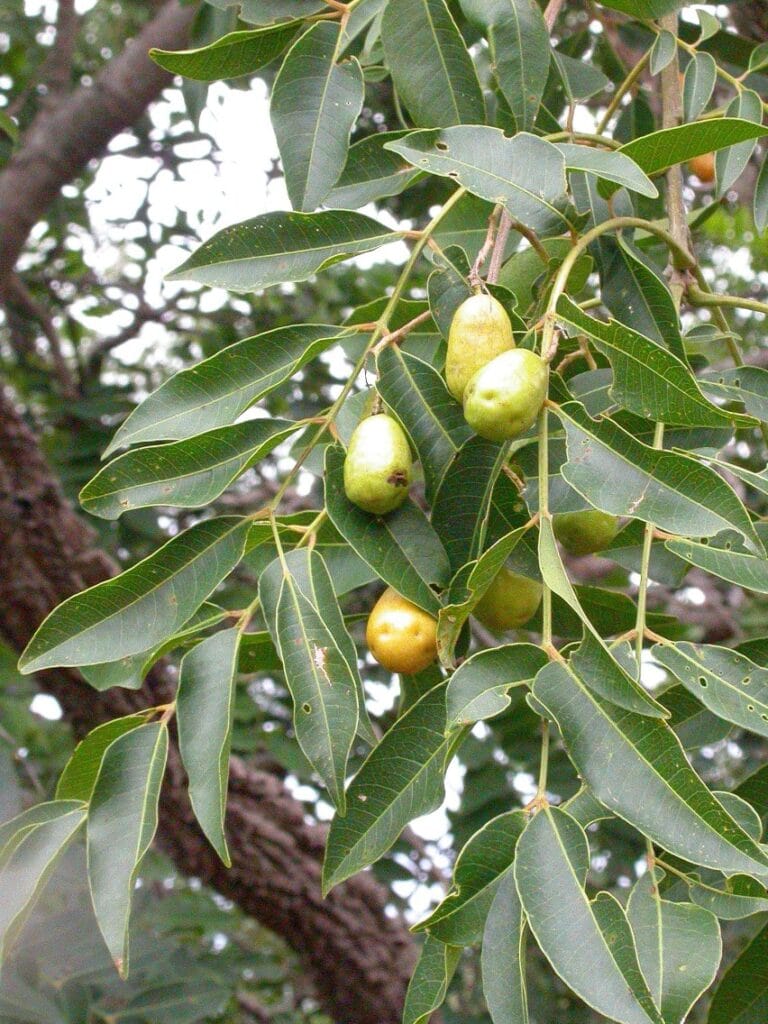 arbol taperiba foods superalimentos peruanos