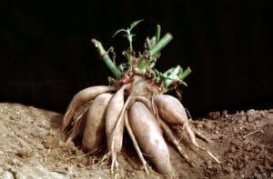 Superfoods - Tubers and Roots of Peru 5 brote yacon foods superalimentos peruanos