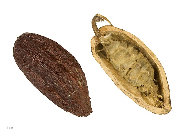 cacao alimento foods superalimentos peruanos