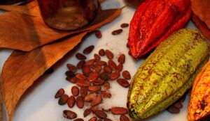 Superfoods - Fruits from Peru 3 cacao fondo alimento foods superalimentos peruanos