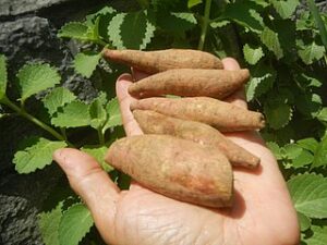 Superfoods - Tubers and Roots of Peru 1 camote tuberculos super alimentos del peru