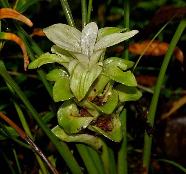 curcuma planta foods superalimentos peruanos