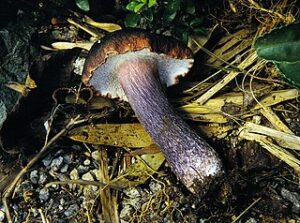 Superfoods - Mushrooms from Peru 1 hongos porcon hongos super alimentos del peru