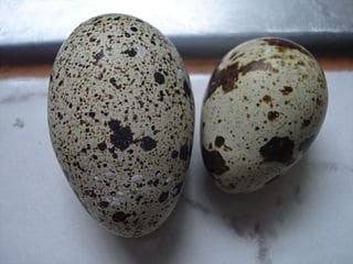 huevos codorniz huevos super alimentos del peru
