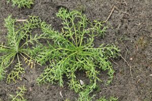 Superfoods - Tubers and Roots of Peru 4 la maca planta foods superalimentos peruanos
