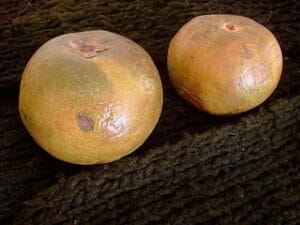Superfoods - Fruits from Peru 8 lucuma frutas super alimentos del peru