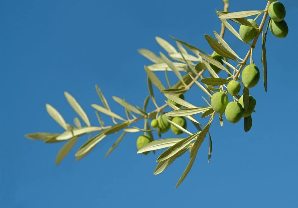 planta aceitunas foods superalimentos peruanos