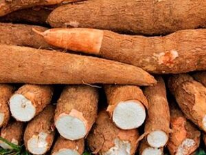 Superfoods - Tubers and Roots of Peru 6 yuca tuberculos raices super alimentos del peru