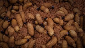 Superfoods - Insects from Peru 1 suri 3